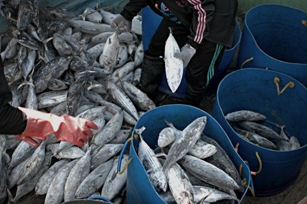 Barang Ekspor Indonesia: Komoditas Utama & Produk Unggulan